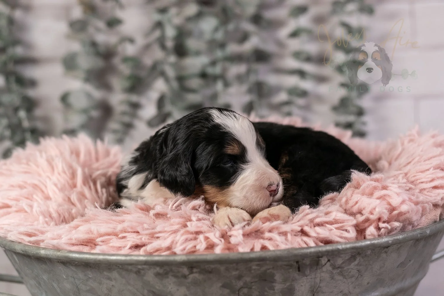 Harmonica Bernedoodle Puppy-26.jpg