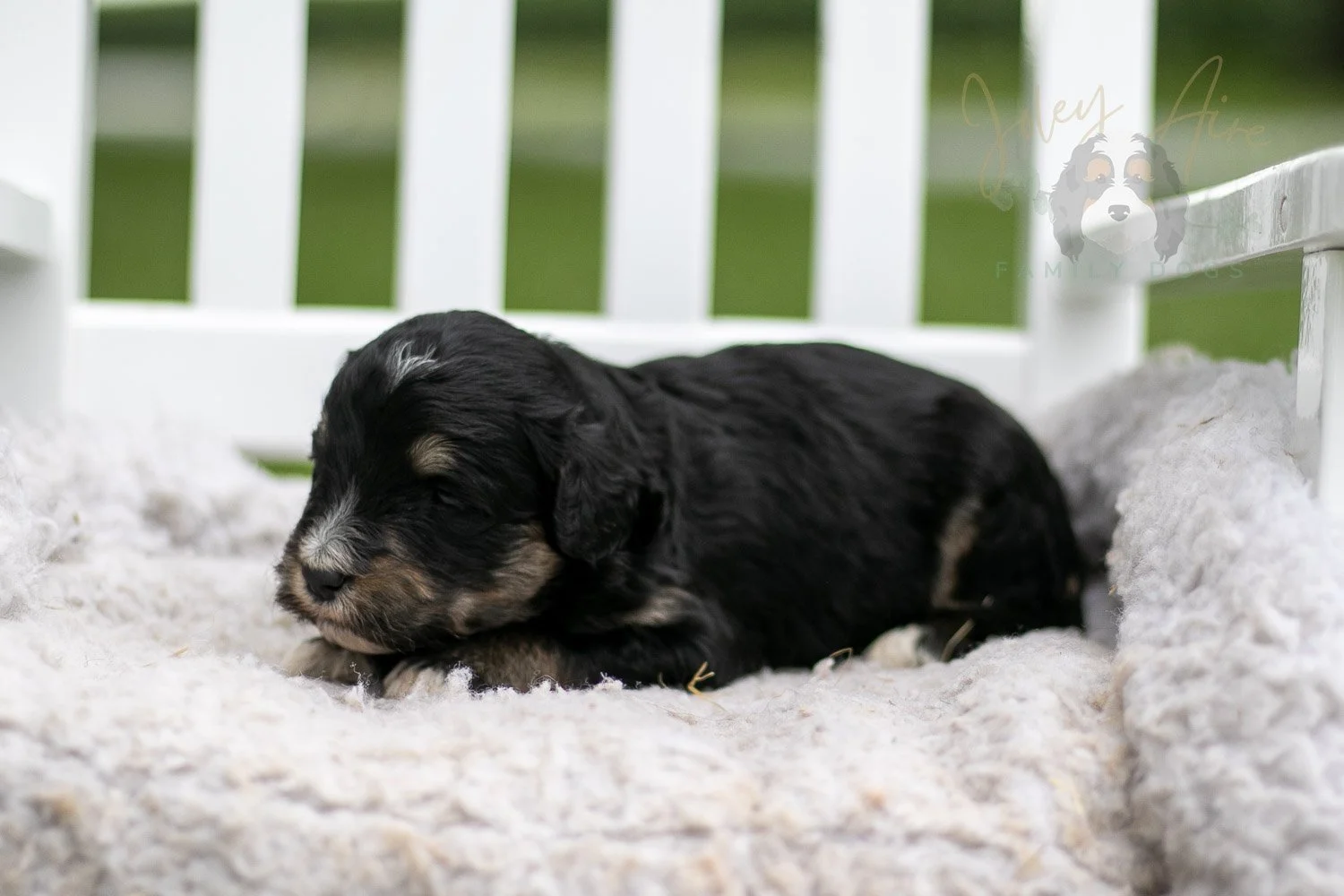Georgia O'Keefe Bernedoodle Puppy-688.jpg