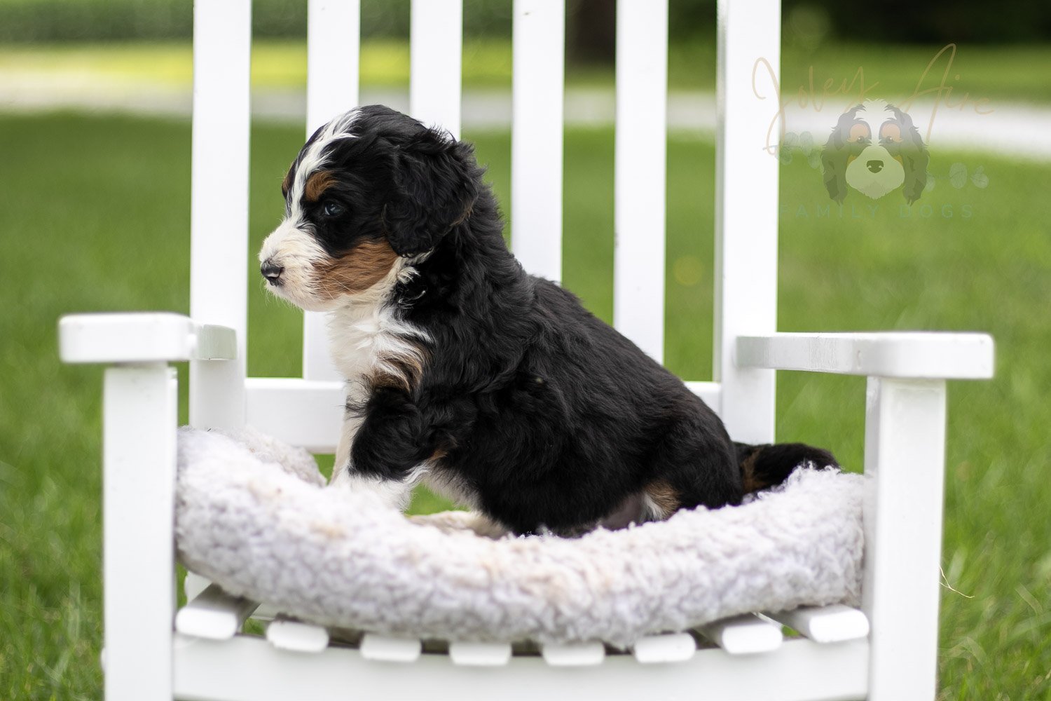 Zion Bernedoodle Puppy-819.jpg