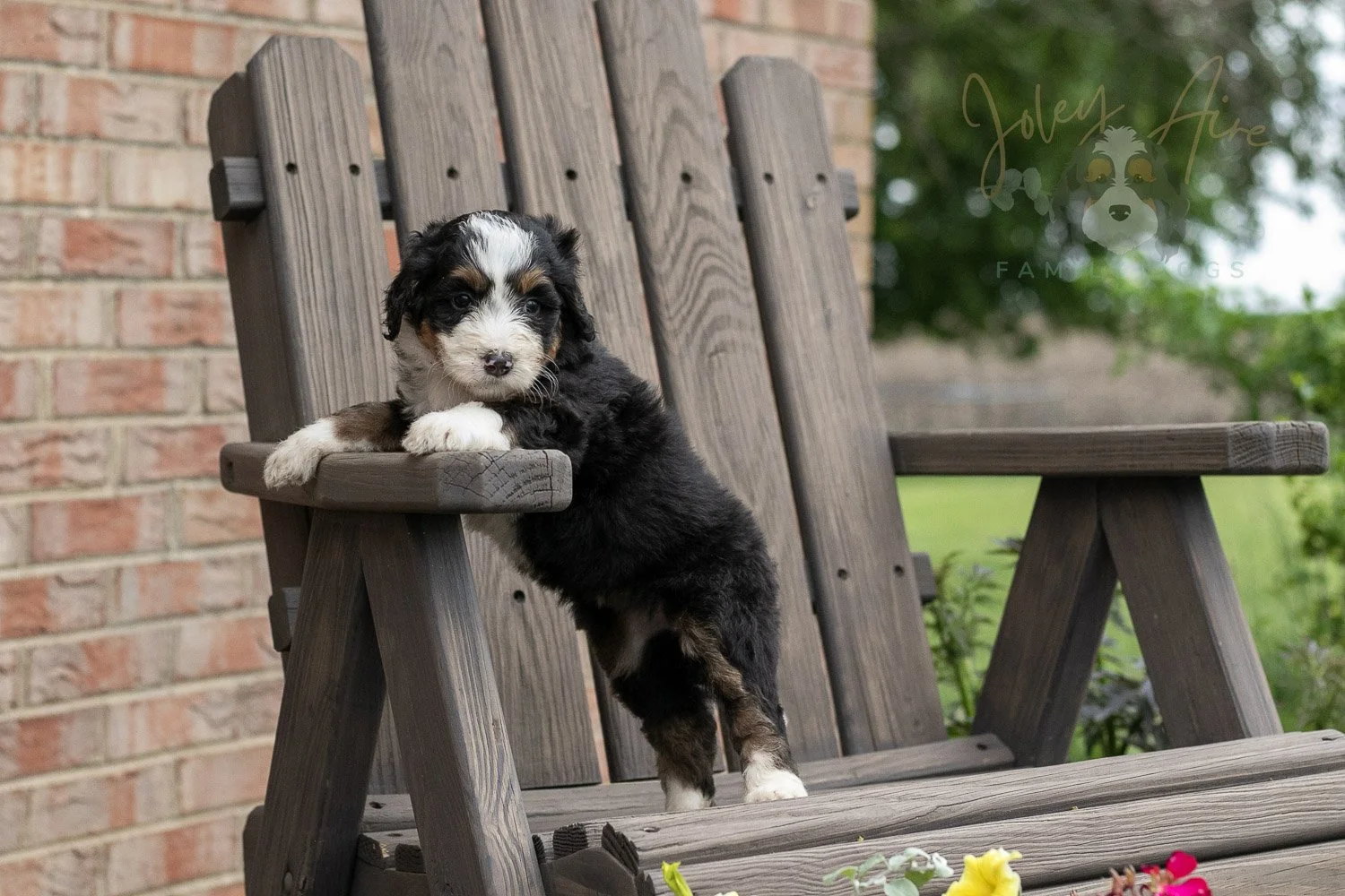 Harmonica Bernedoodle Puppy-14.jpg