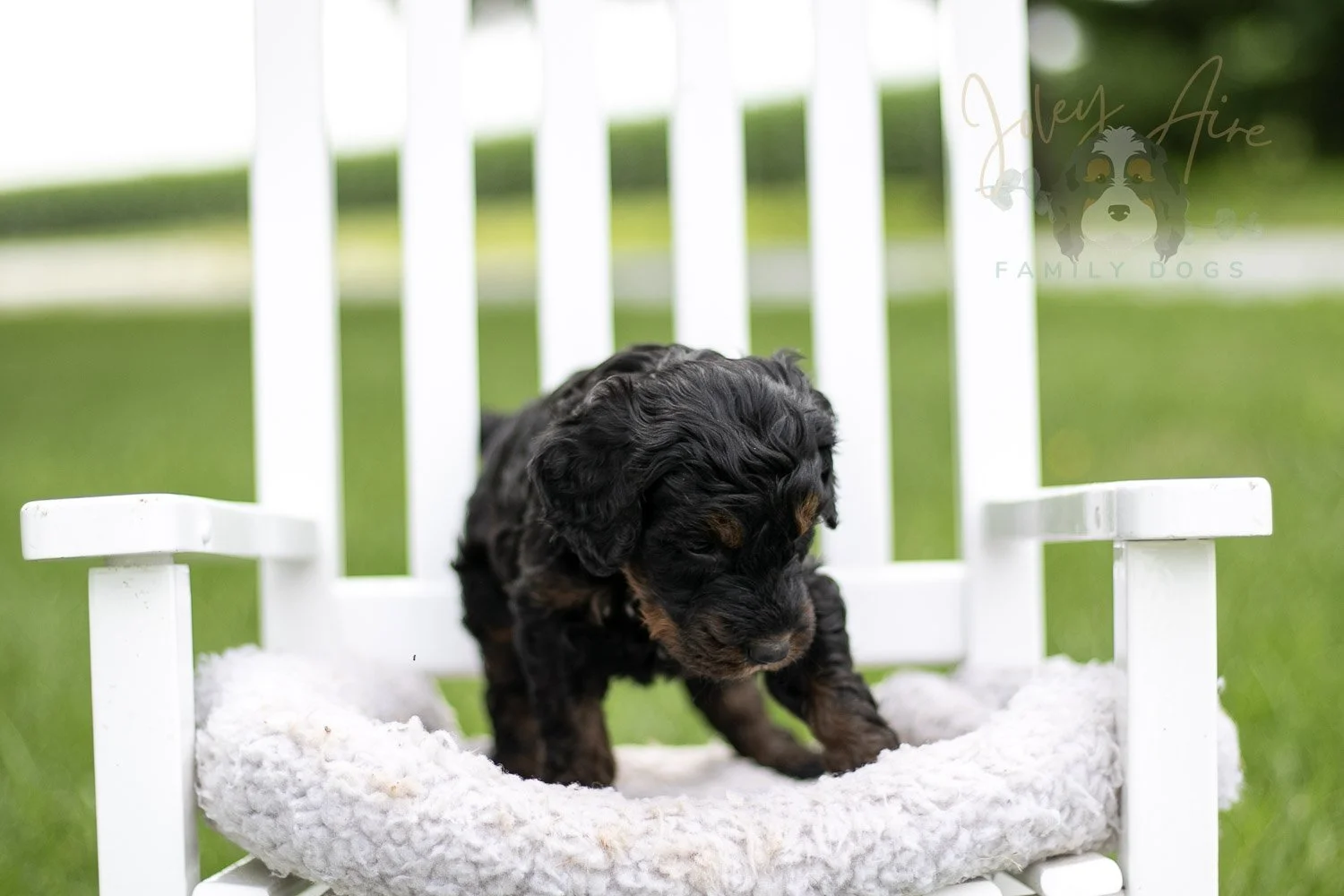 Acadia Bernedoodle Puppy-835.jpg