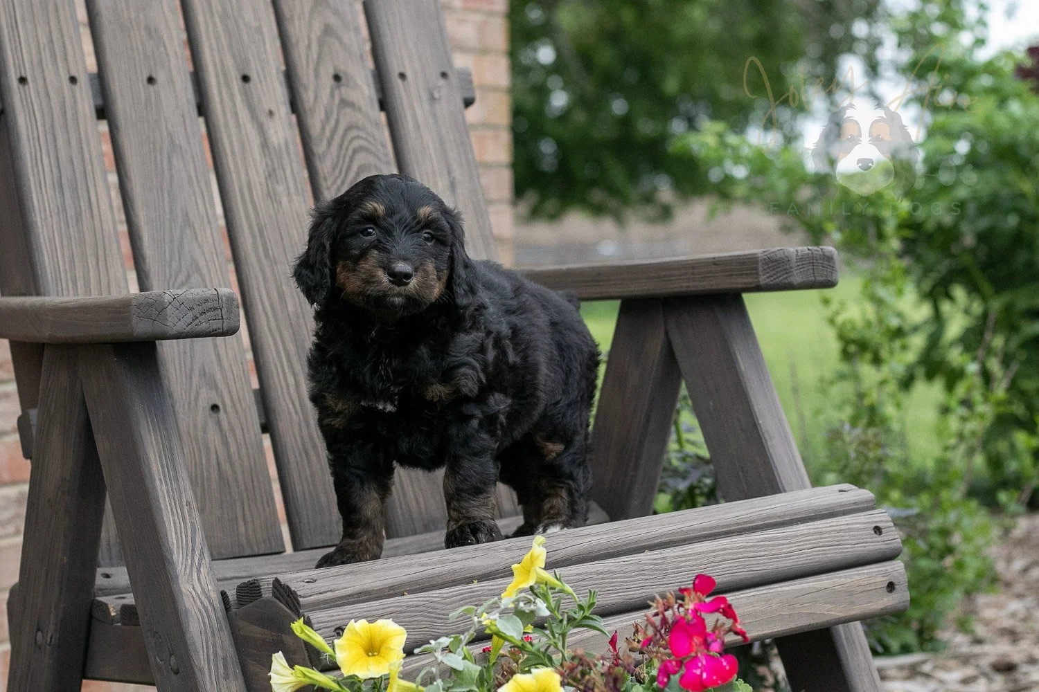 Piano Bernedoodle Puppy-6.jpg