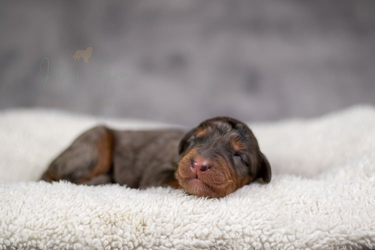 Jase Bernedoodle Puppy-03.jpg