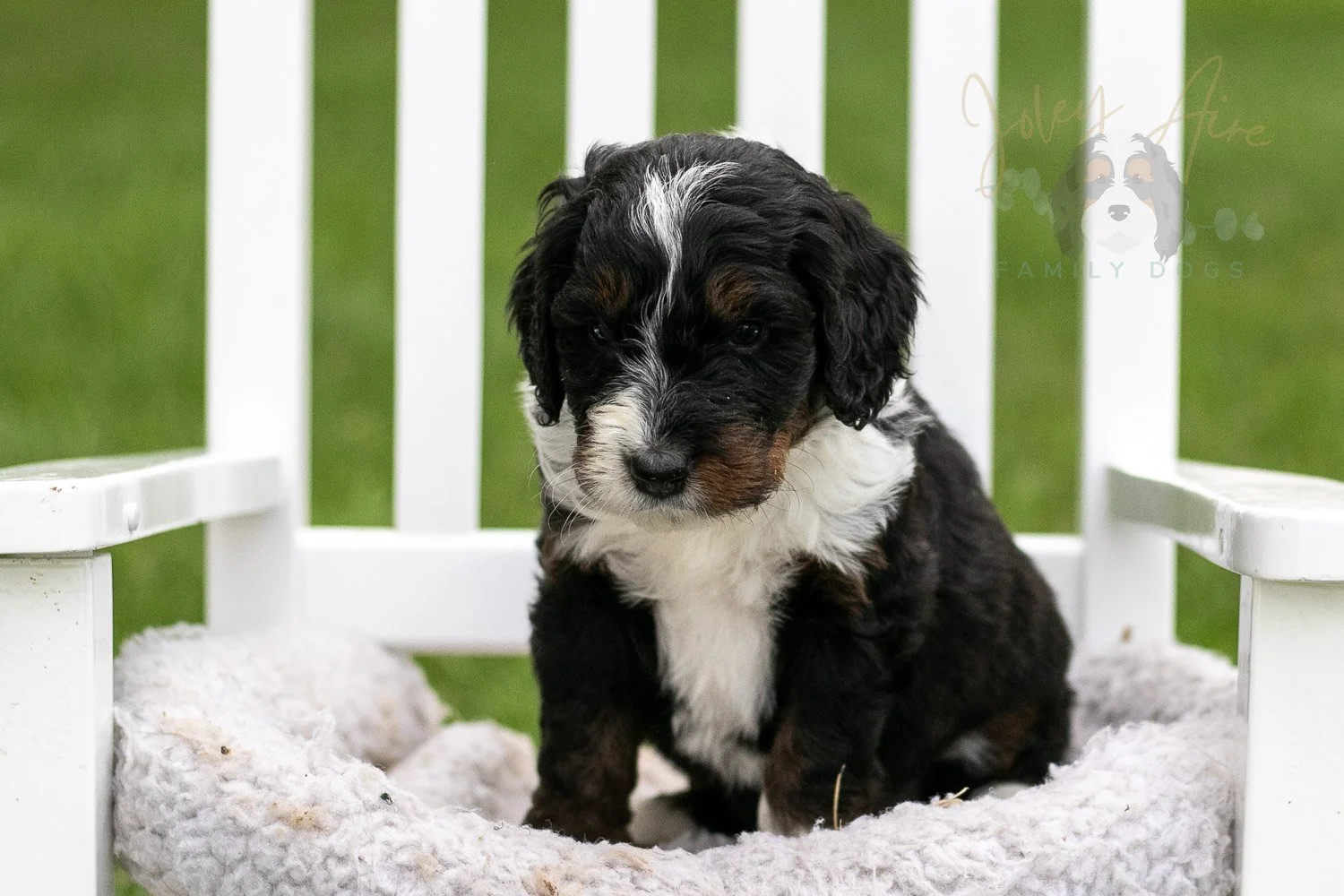 Yosemite Bernedoodle Puppy-972.jpg
