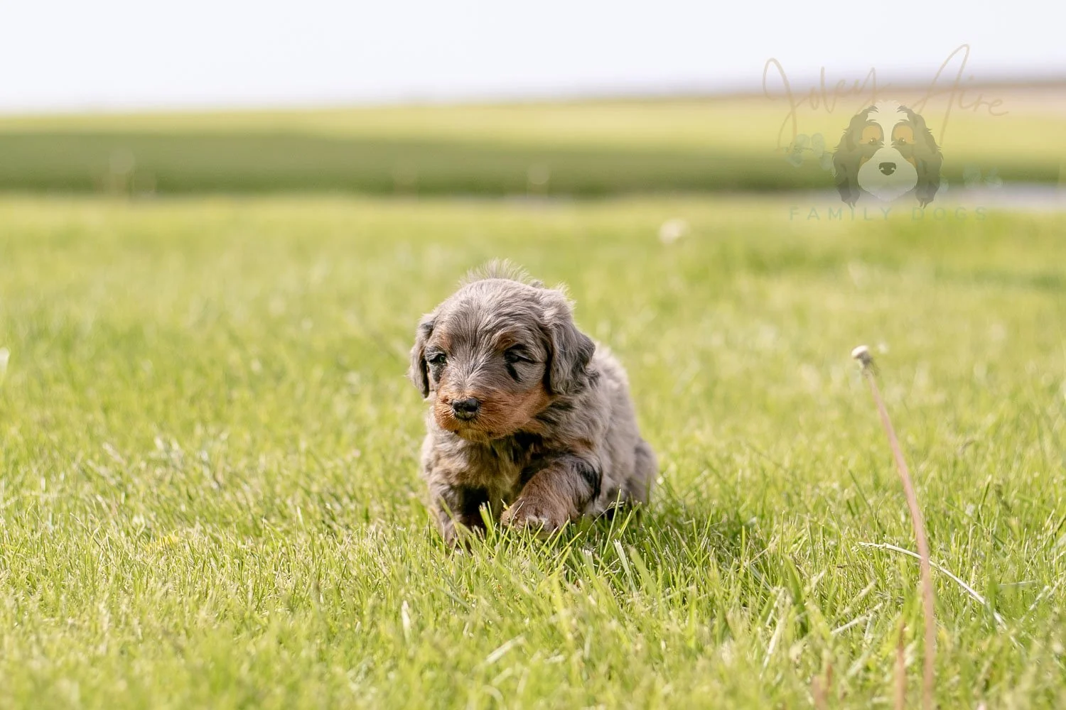 Flute Bernedoodle Puppy-21.jpg