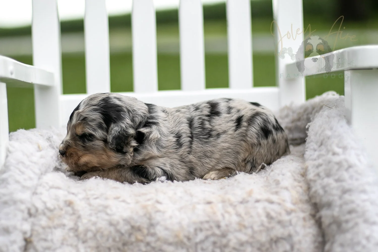 Frida Kahlo Bernedoodle Puppy-734.jpg