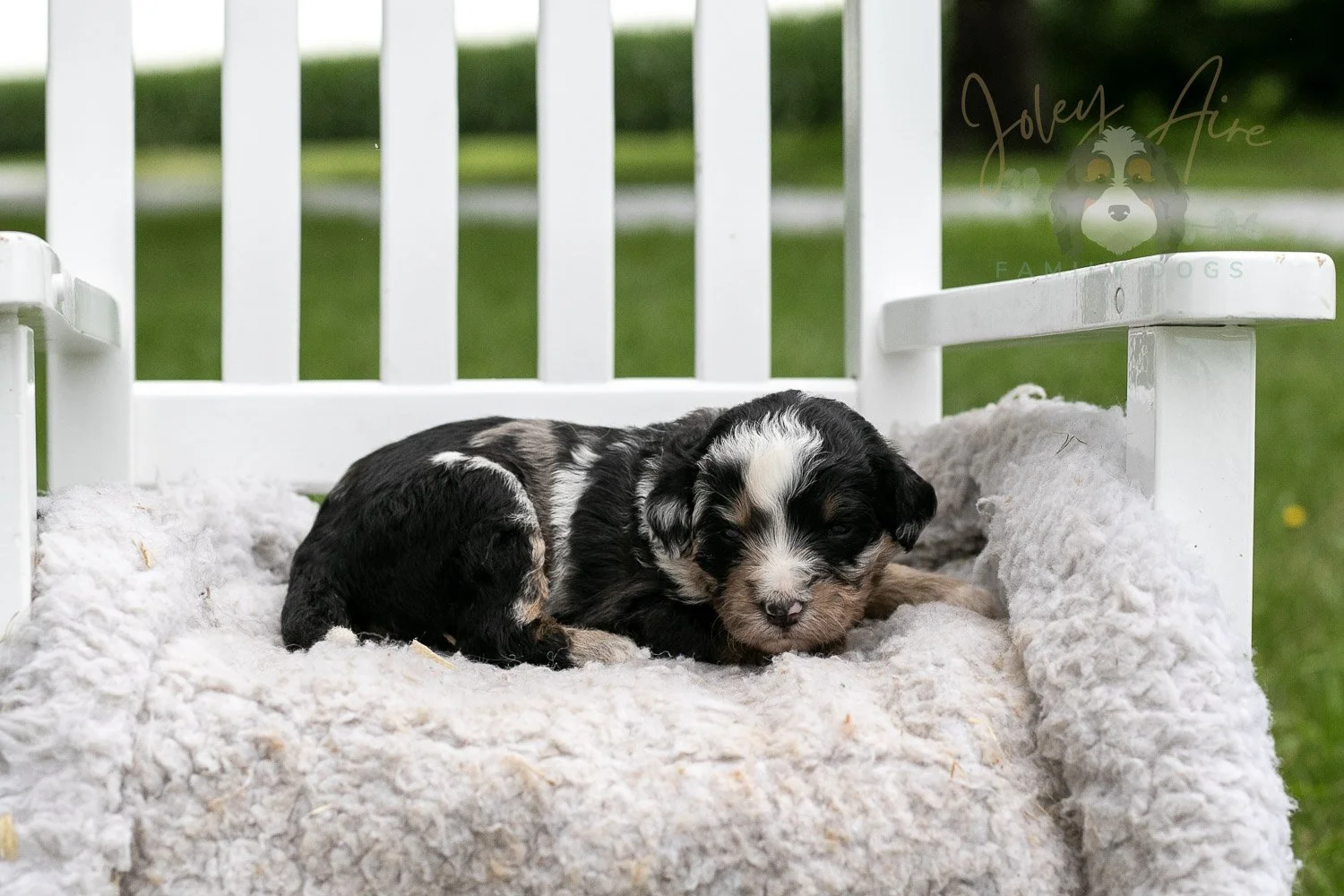 Artemisia Bernedoodle Puppy-656.jpg