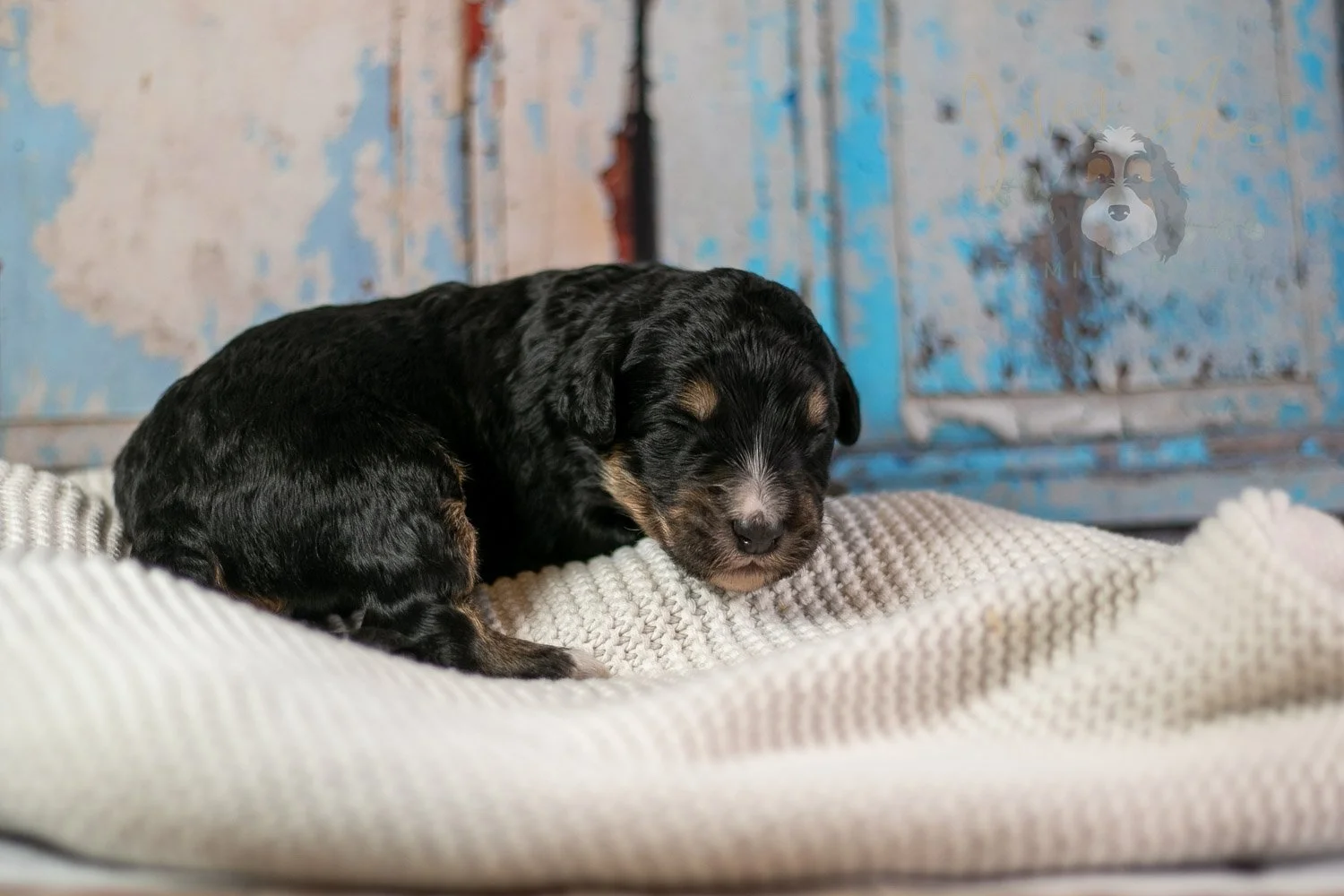 Da Vinci Bernedoodle Puppy-178.jpg