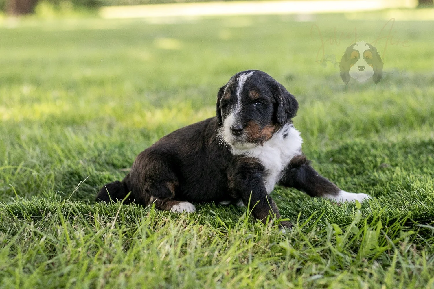 Yosemite Bernedoodle Puppy-388.jpg
