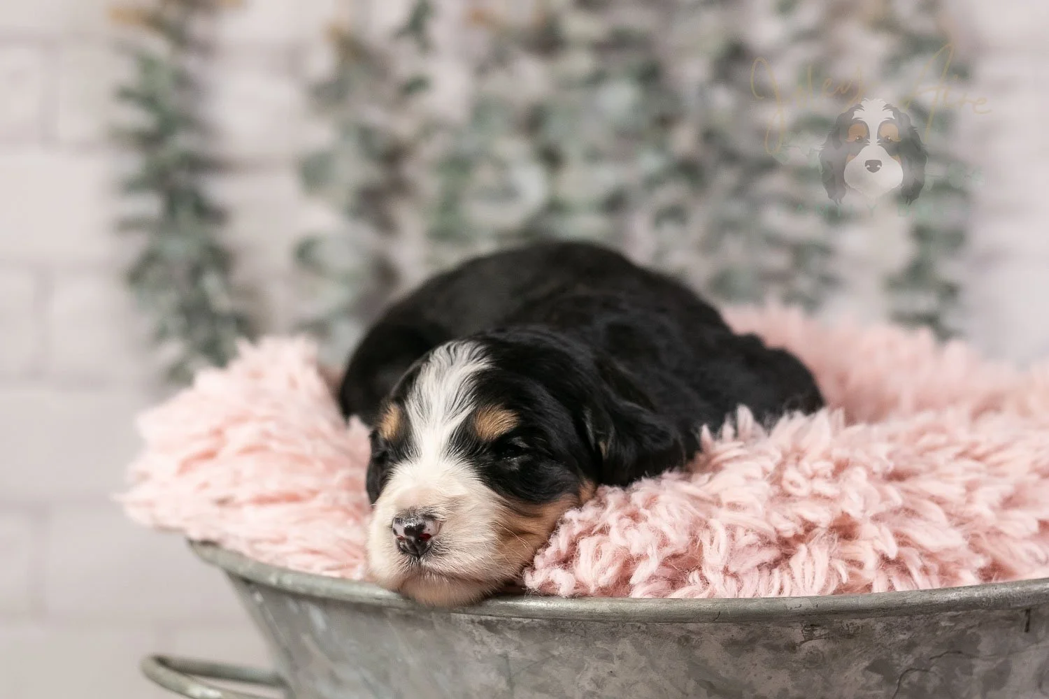 Trumpet Bernedoodle Puppy-17.jpg