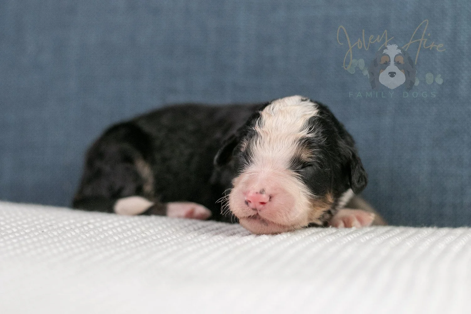 Archer Bernedoodle Puppy-73.jpg
