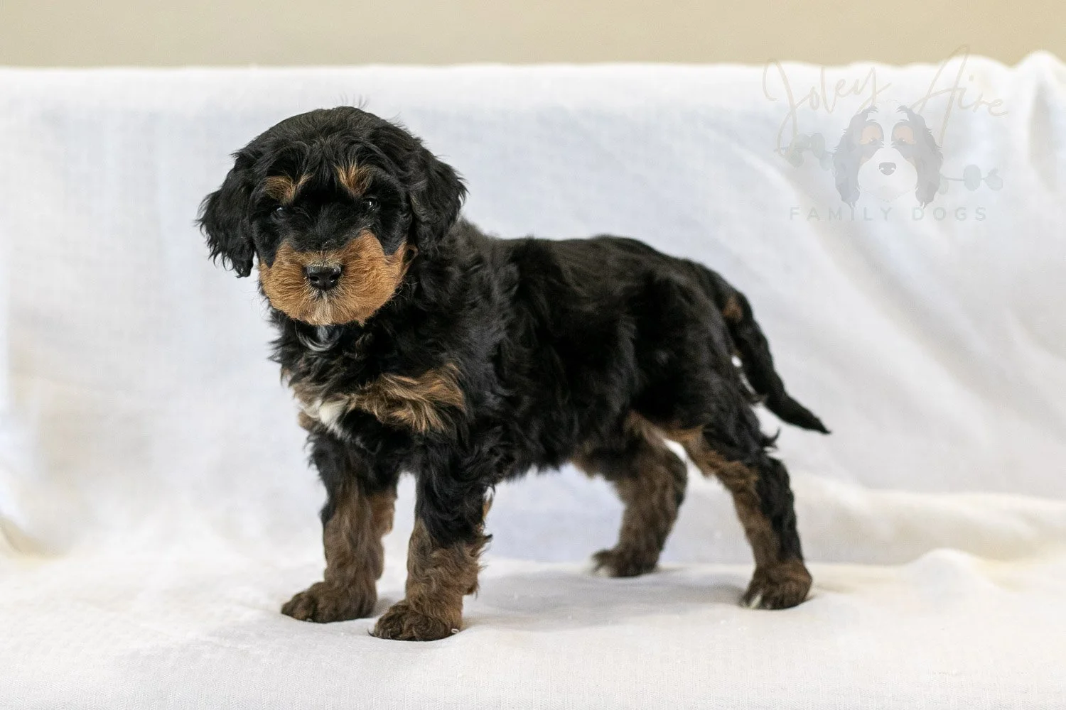 Cinderella | Well-Marked Phantom Female F1 Bernedoodle Puppy