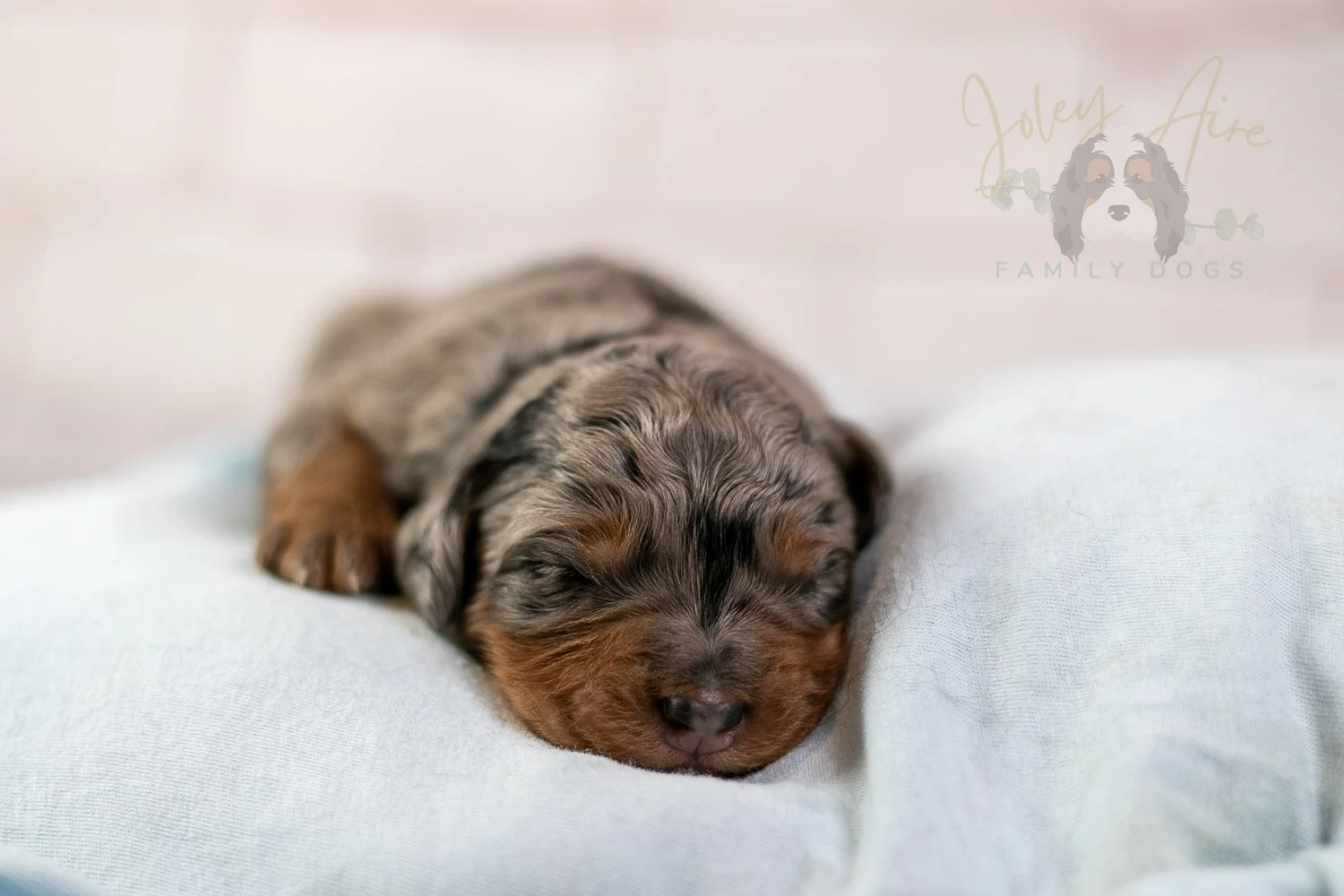 Marilla Bernedoodle Puppy-38.jpg