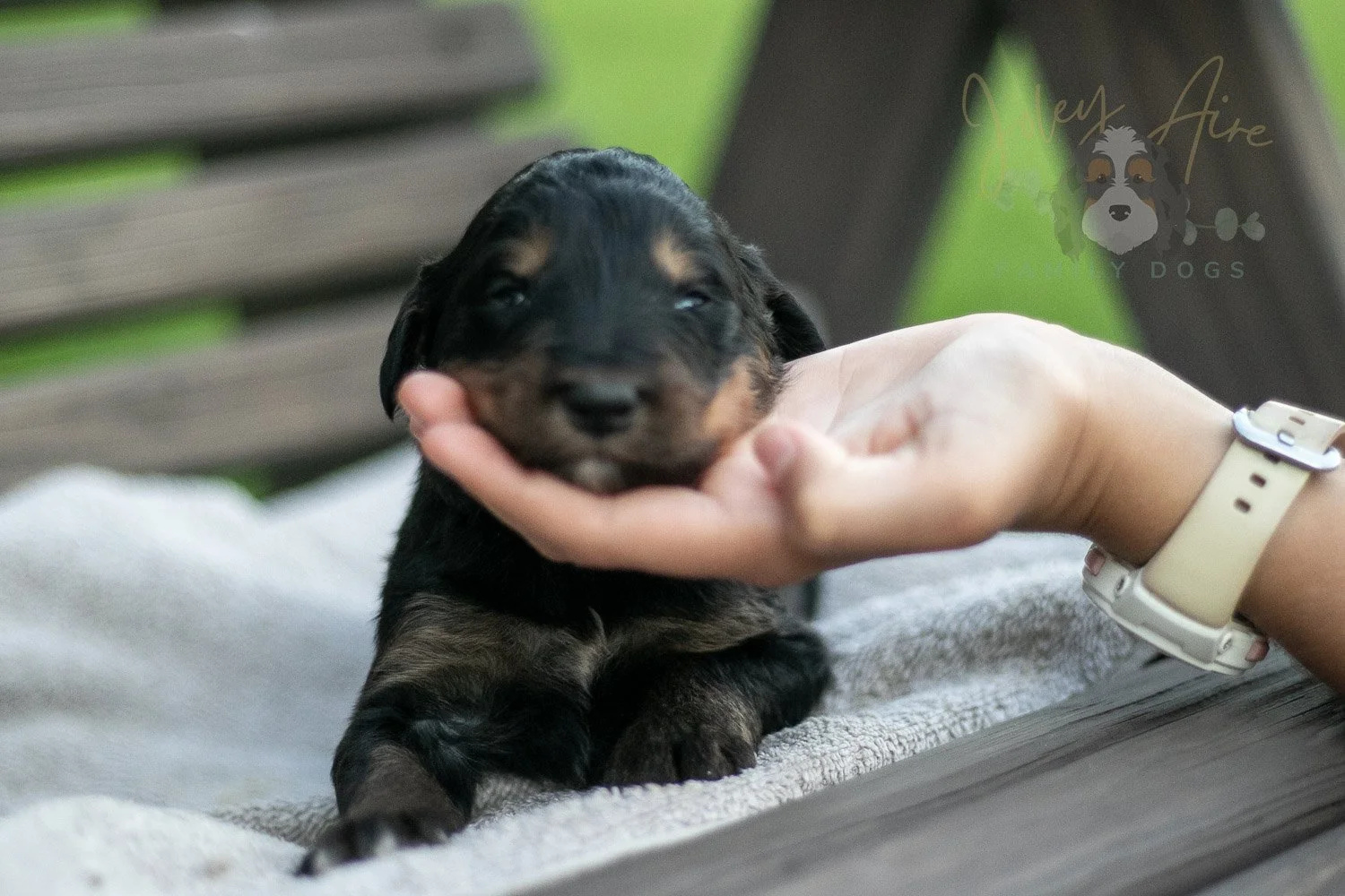 Gilbert Bernedoodle Puppy-74.jpg
