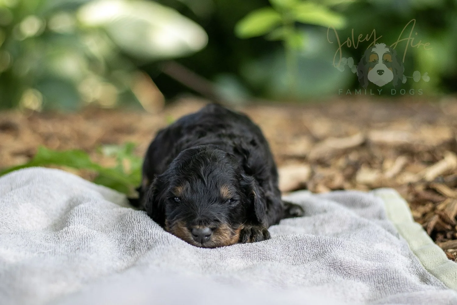 Bryce Bernedoodle Puppy-162.jpg