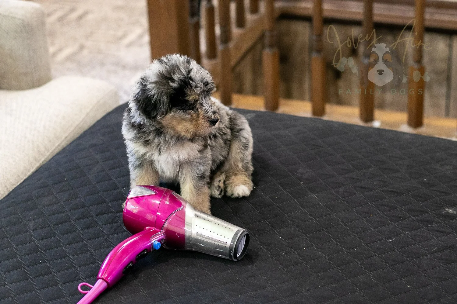 Mary Bernedoodle Puppy-313.jpg