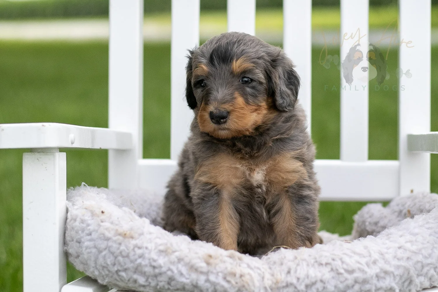 Josie Pye Bernedoodle Puppy-896.jpg