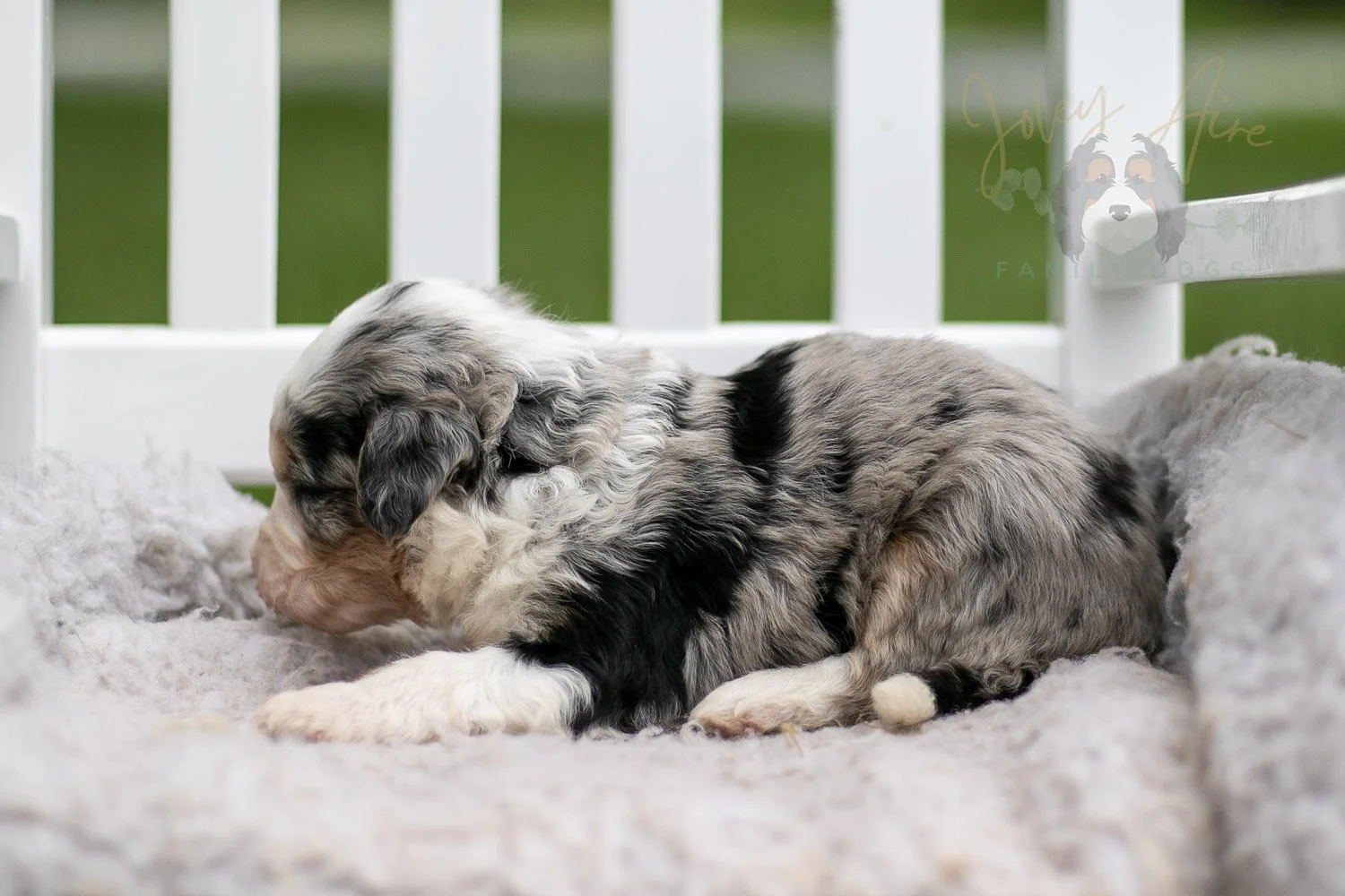 Pablo Picasso Bernedoodle Puppy-702.jpg