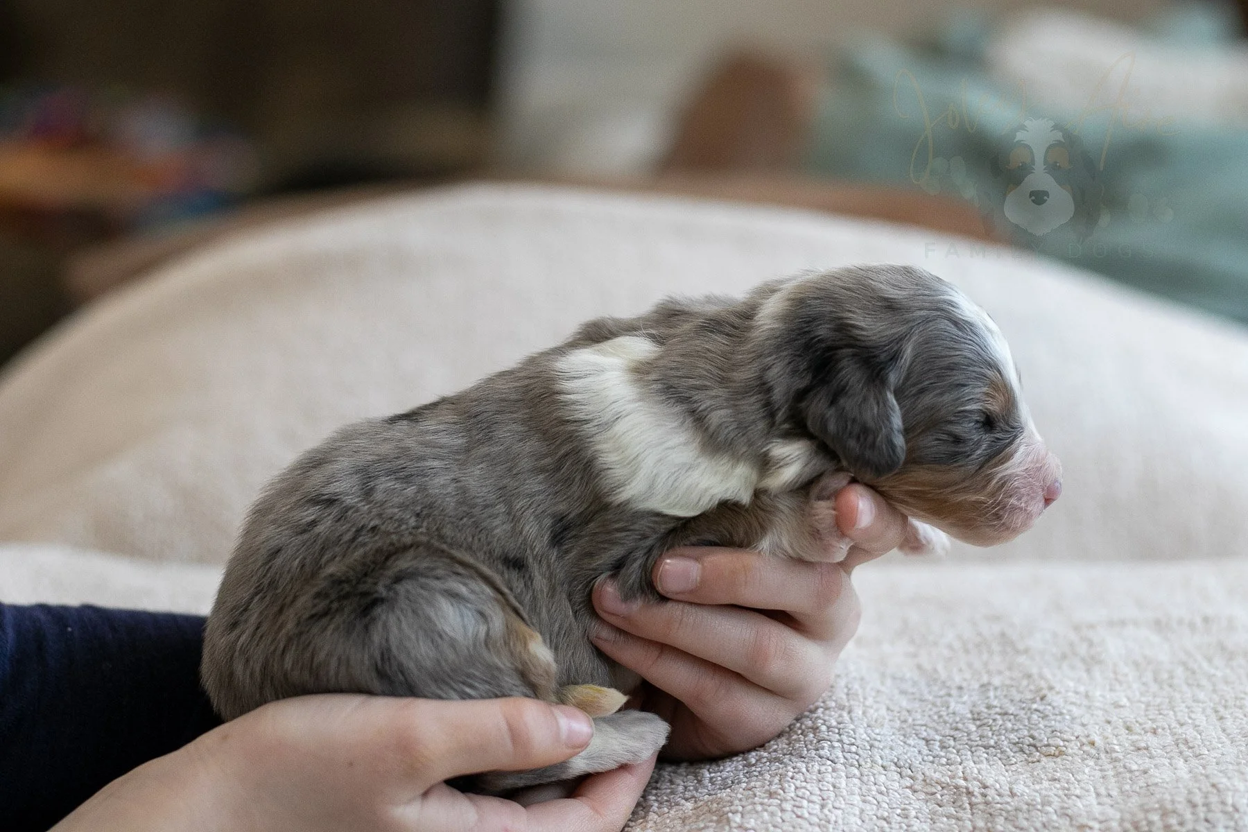 Bobsled - Tri-color Merle Male Bernedoodle Puppy