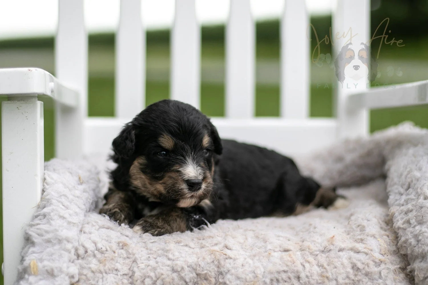 Da Vinci Bernedoodle Puppy-746.jpg