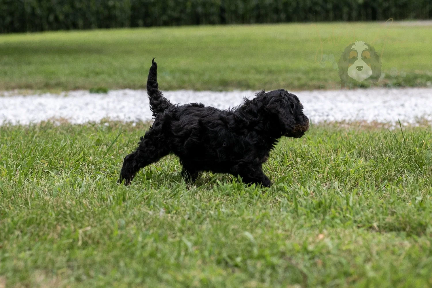Bryce Bernedoodle Puppy-75.jpg