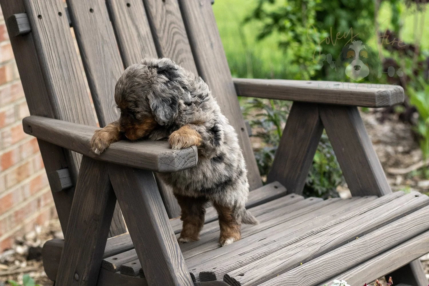 Flute Bernedoodle Puppy-20.jpg