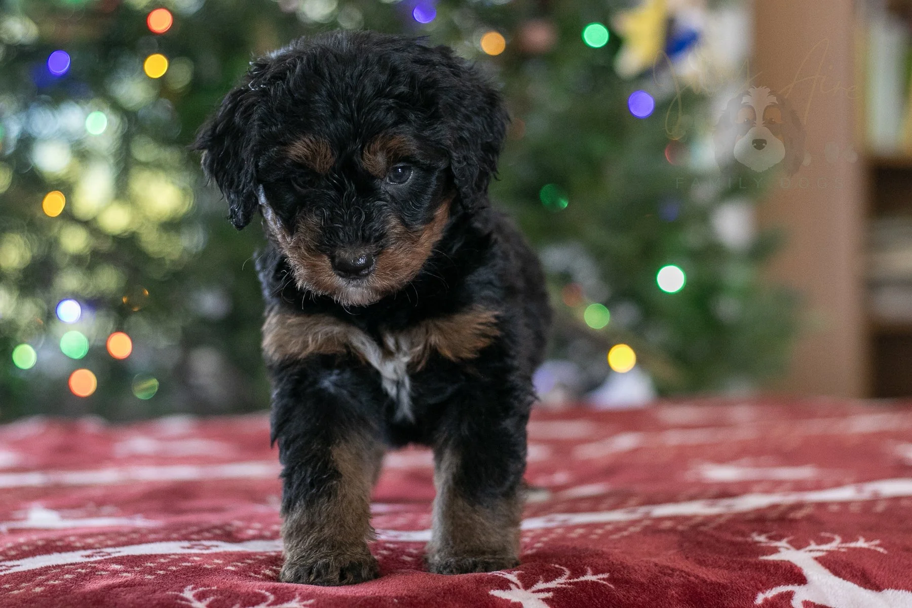 Kilimanjaro - Phantom Bernedoodle Puppy