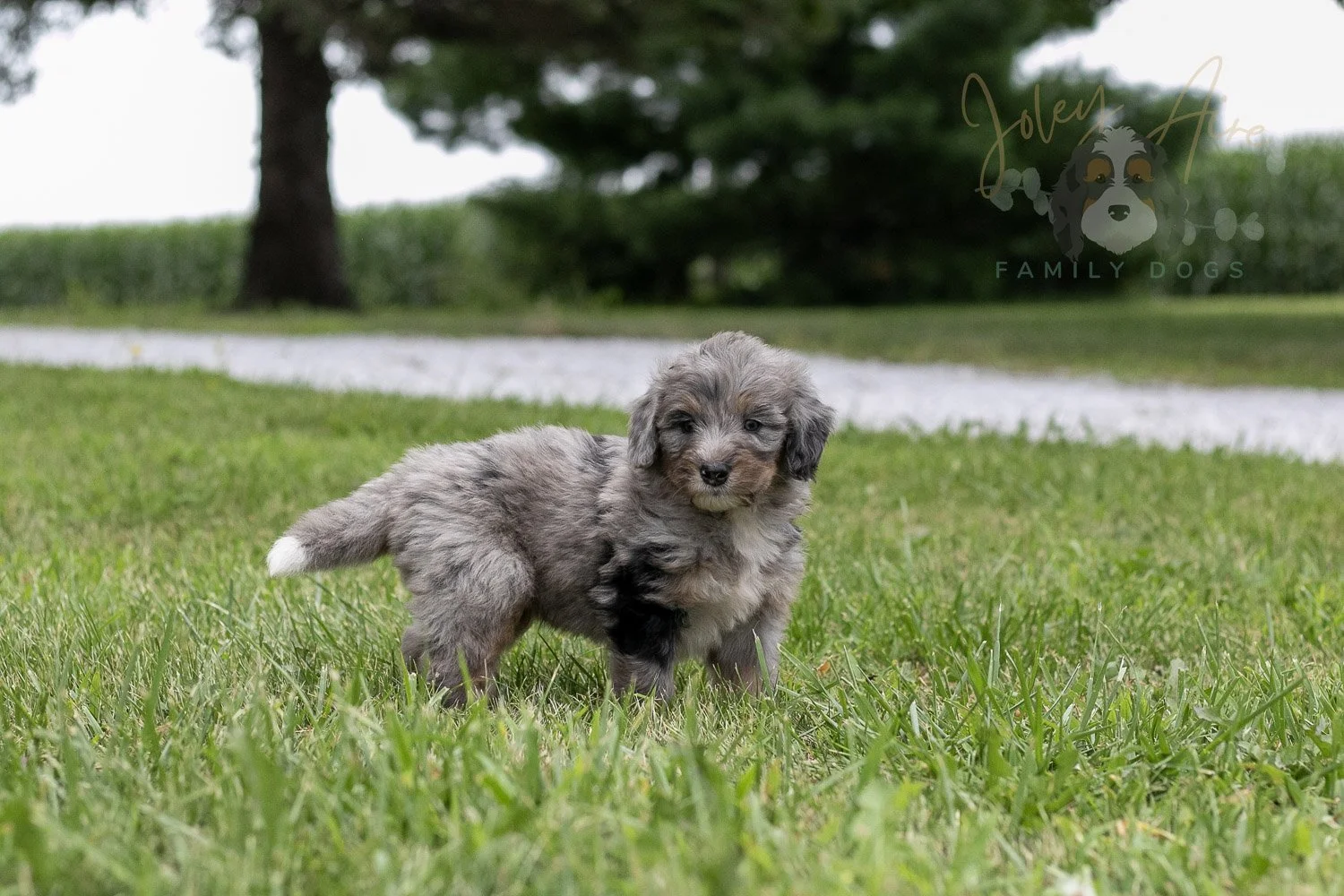 Matthew Cuthbert Bernedoodle Puppy-24.jpg