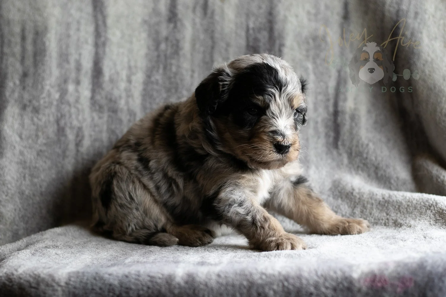 Frida Bernedoodle Puppy-149.jpg