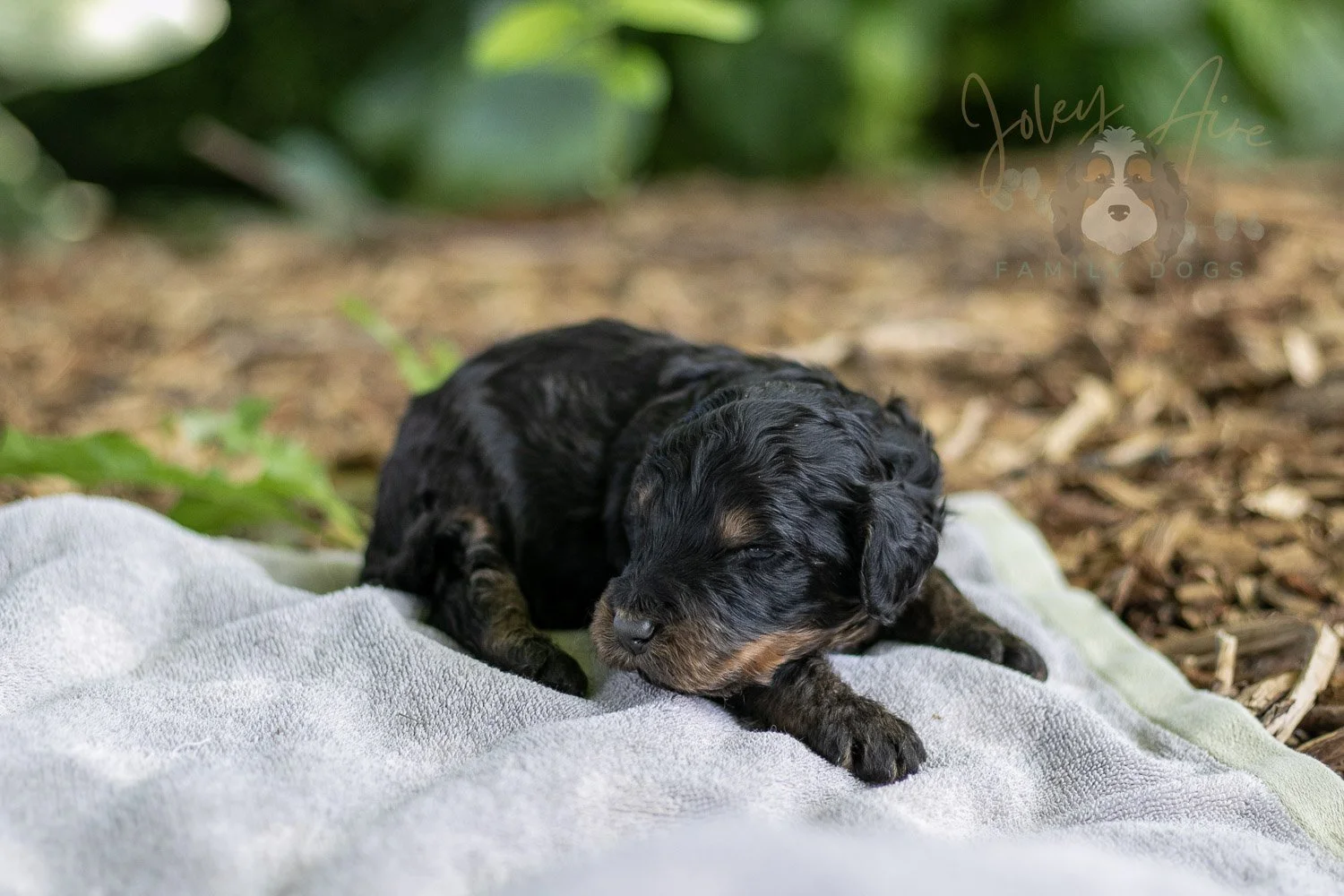 Bryce Bernedoodle Puppy-155.jpg
