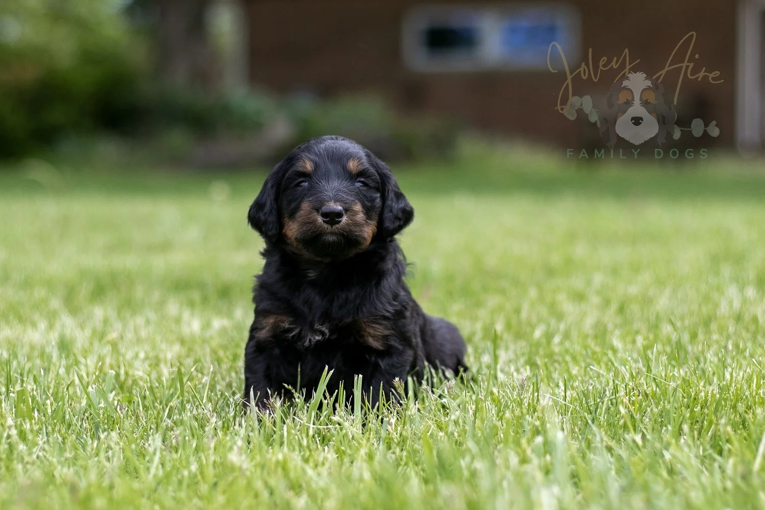Piano Bernedoodle Puppy-23.jpg
