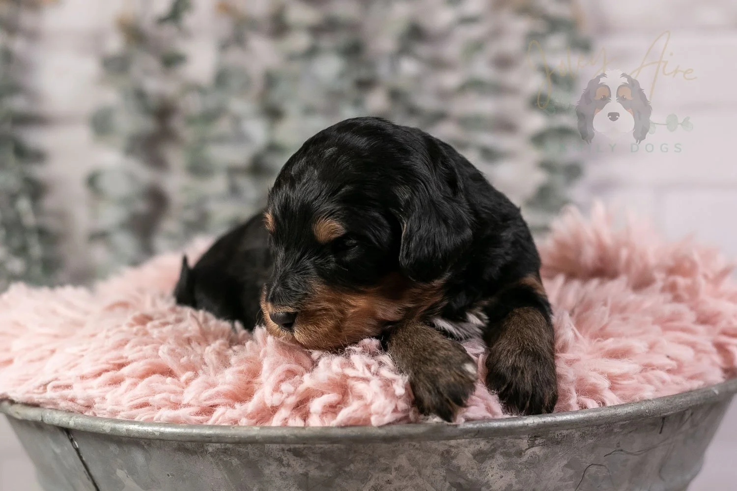 Guitar Bernedoodle Puppy-21.jpg