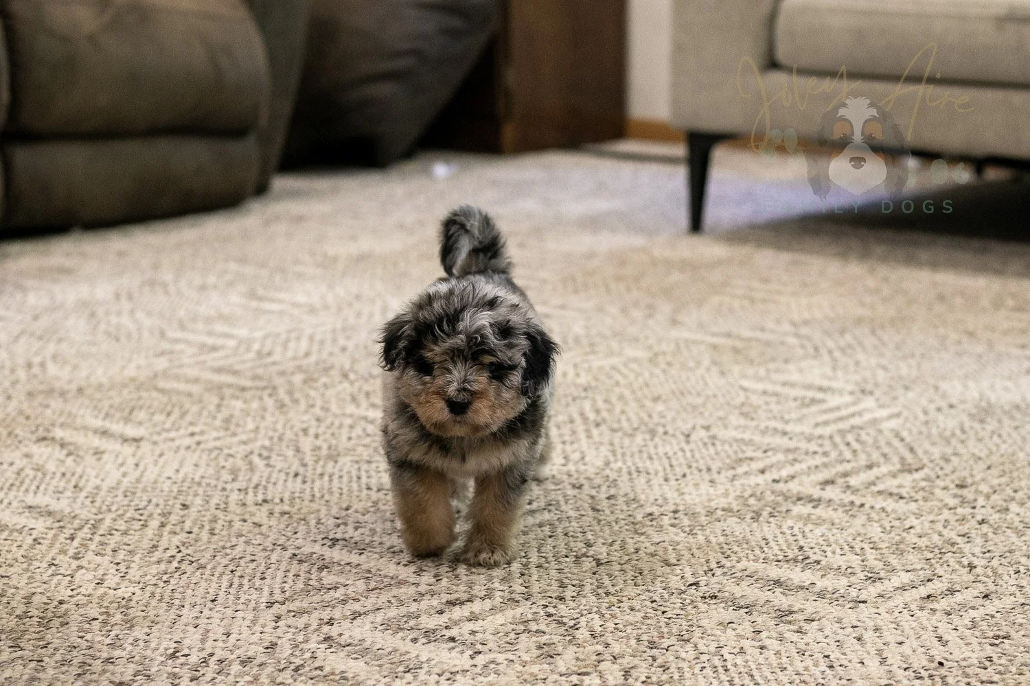 Mary Bernedoodle Puppy-316.jpg