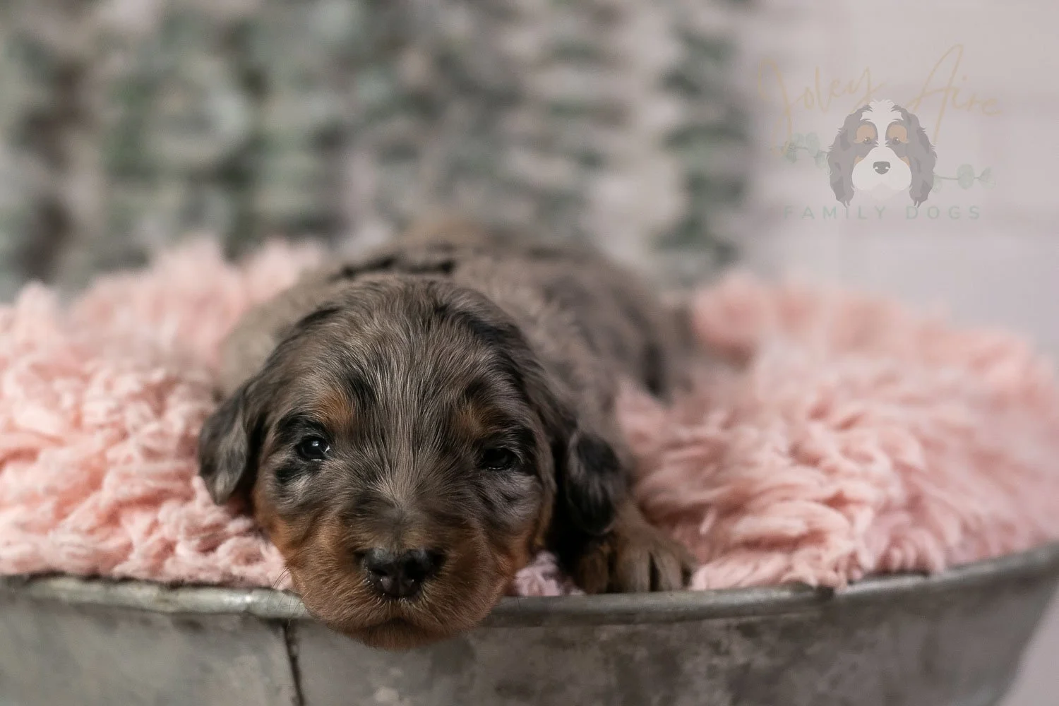 Ukelele Bernedoodle Puppy-13.jpg