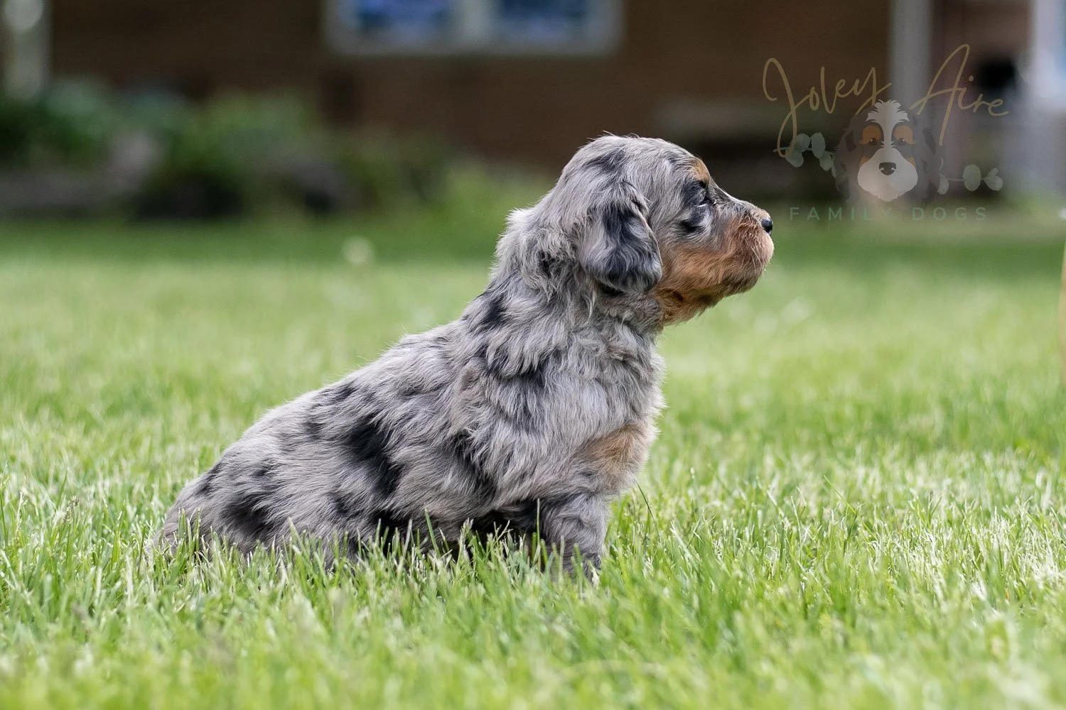Ukelele Bernedoodle Puppy-36.jpg