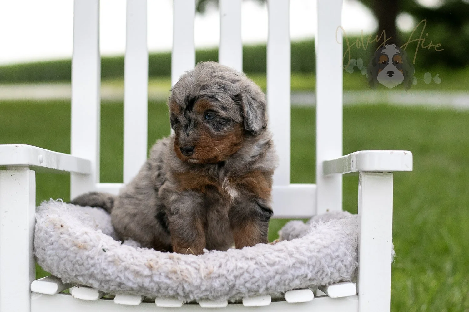 Marrila Cuthbert Bernedoodle Puppy-958.jpg