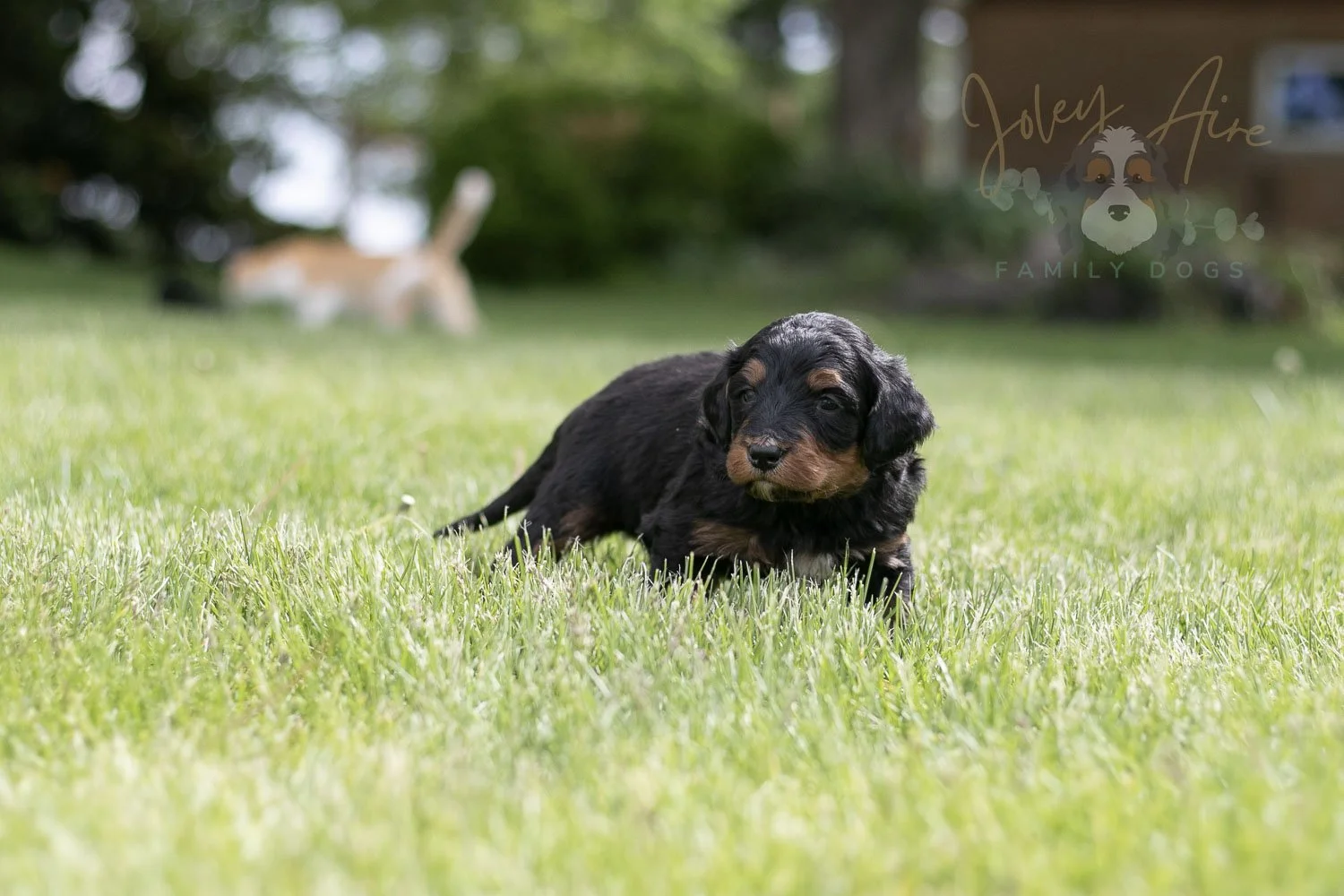 Banjo Bernedoodle Puppy-26.jpg