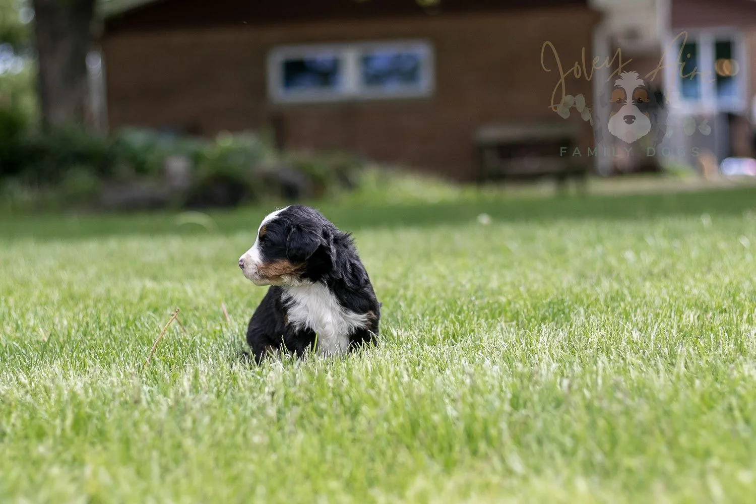 Harmonica Bernedoodle Puppy-46.jpg