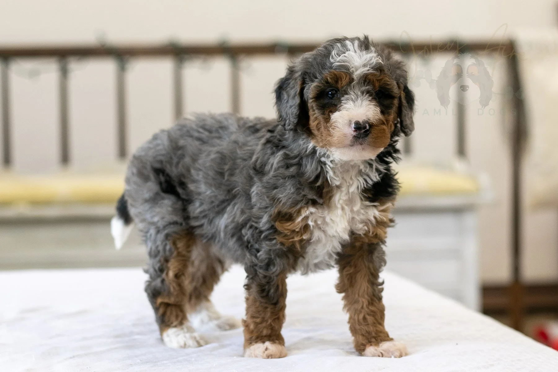 Galadriel 🔴 Reserved