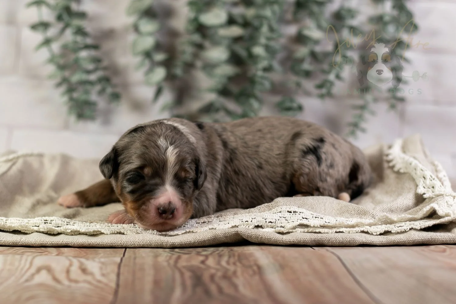 Drum Bernedoodle Puppy-4.jpg