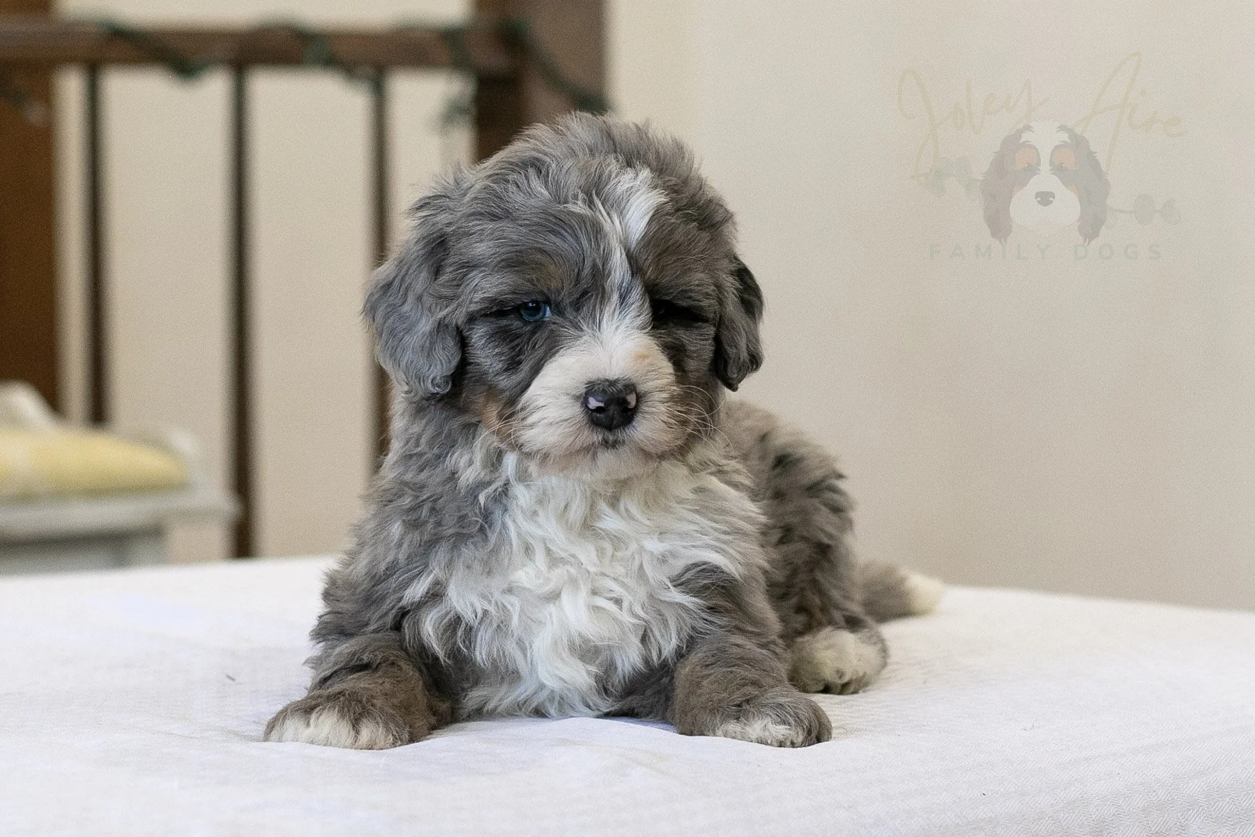 Rainier - 🔴Reserved