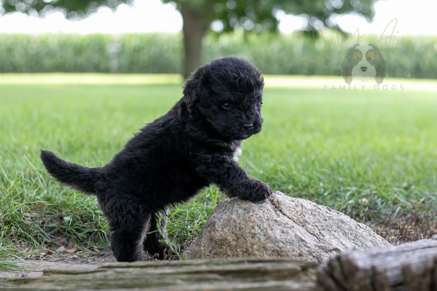Andy Warhol Bernedoodle Puppy-164.jpg