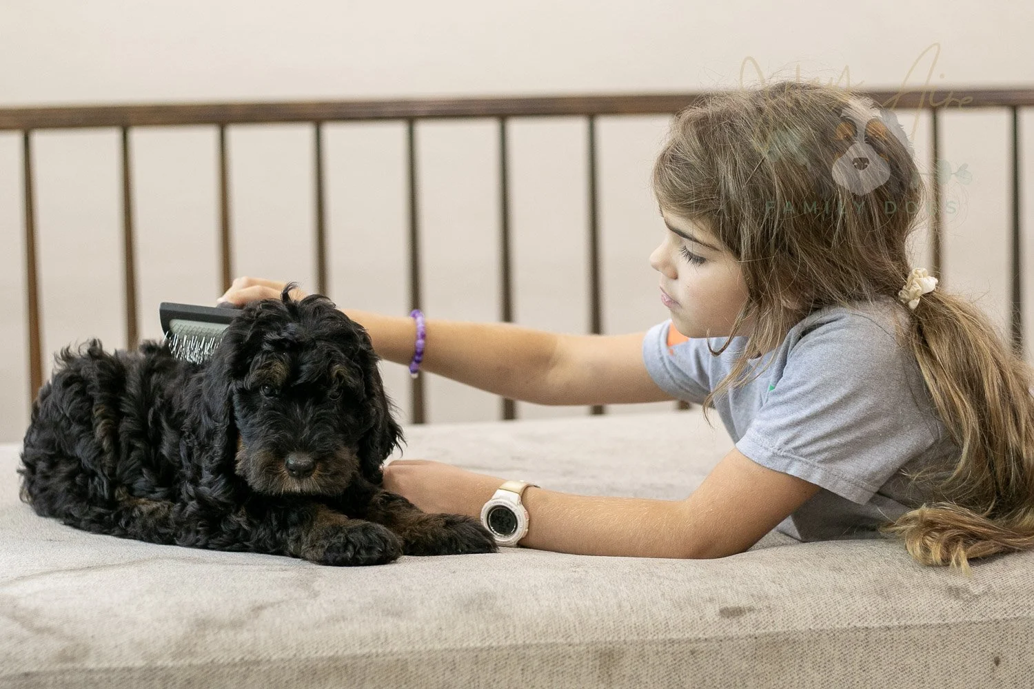 Acadia Bernedoodle Puppy-502.jpg