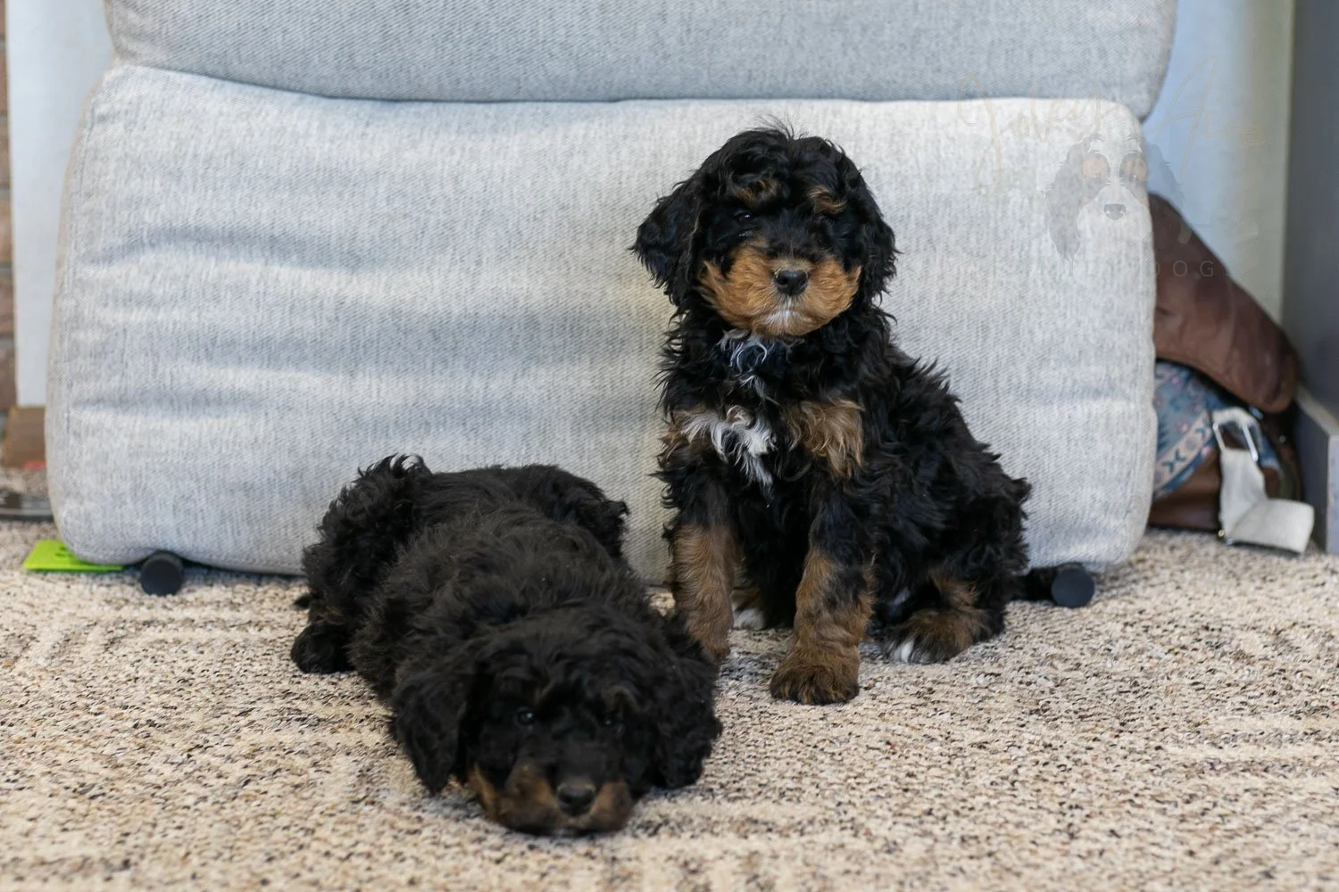 Aurora & Cinderella Bernedoodle Puppy-09.jpg