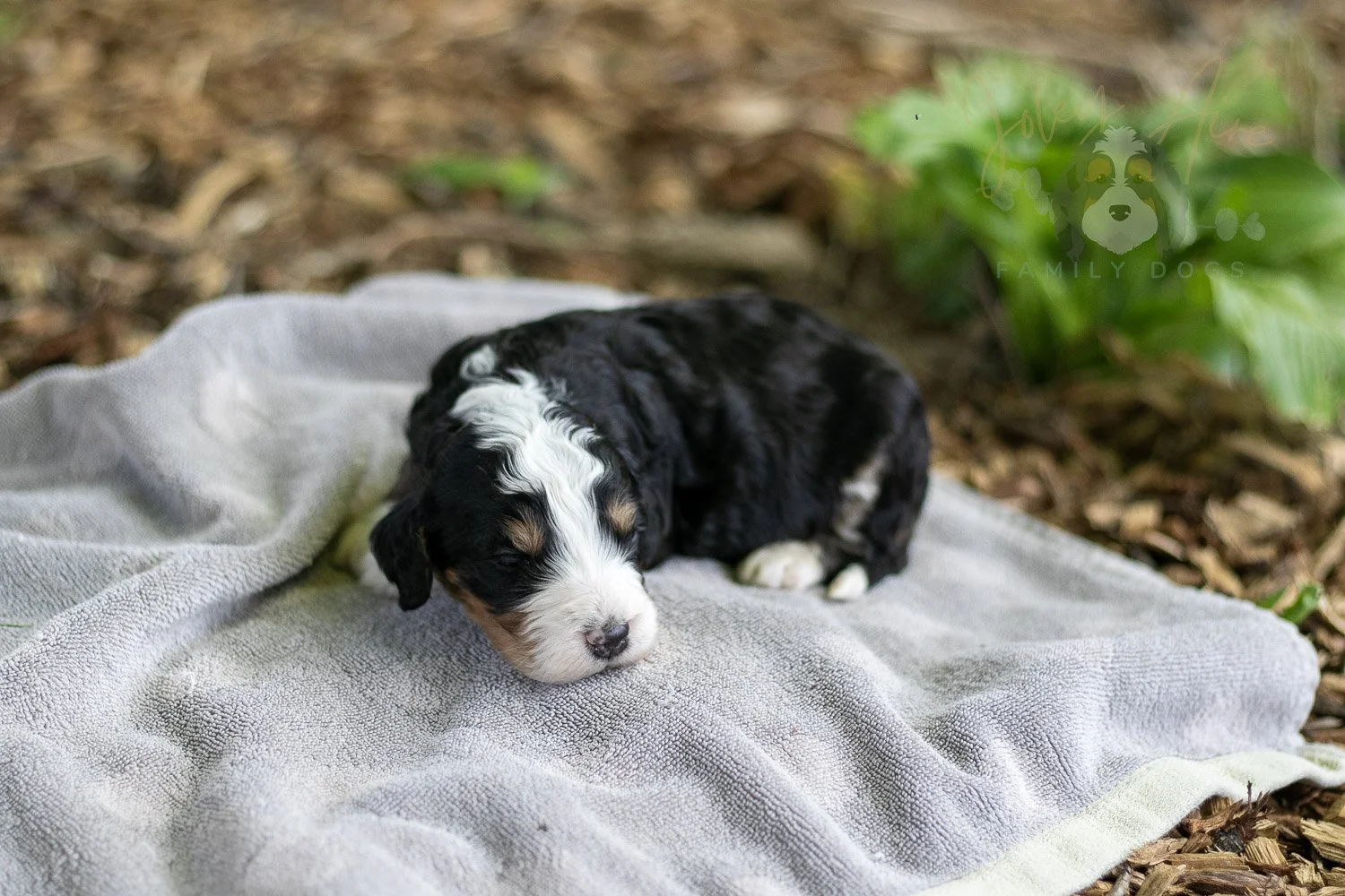 Yellowstone Bernedoodle Puppy-178.jpg