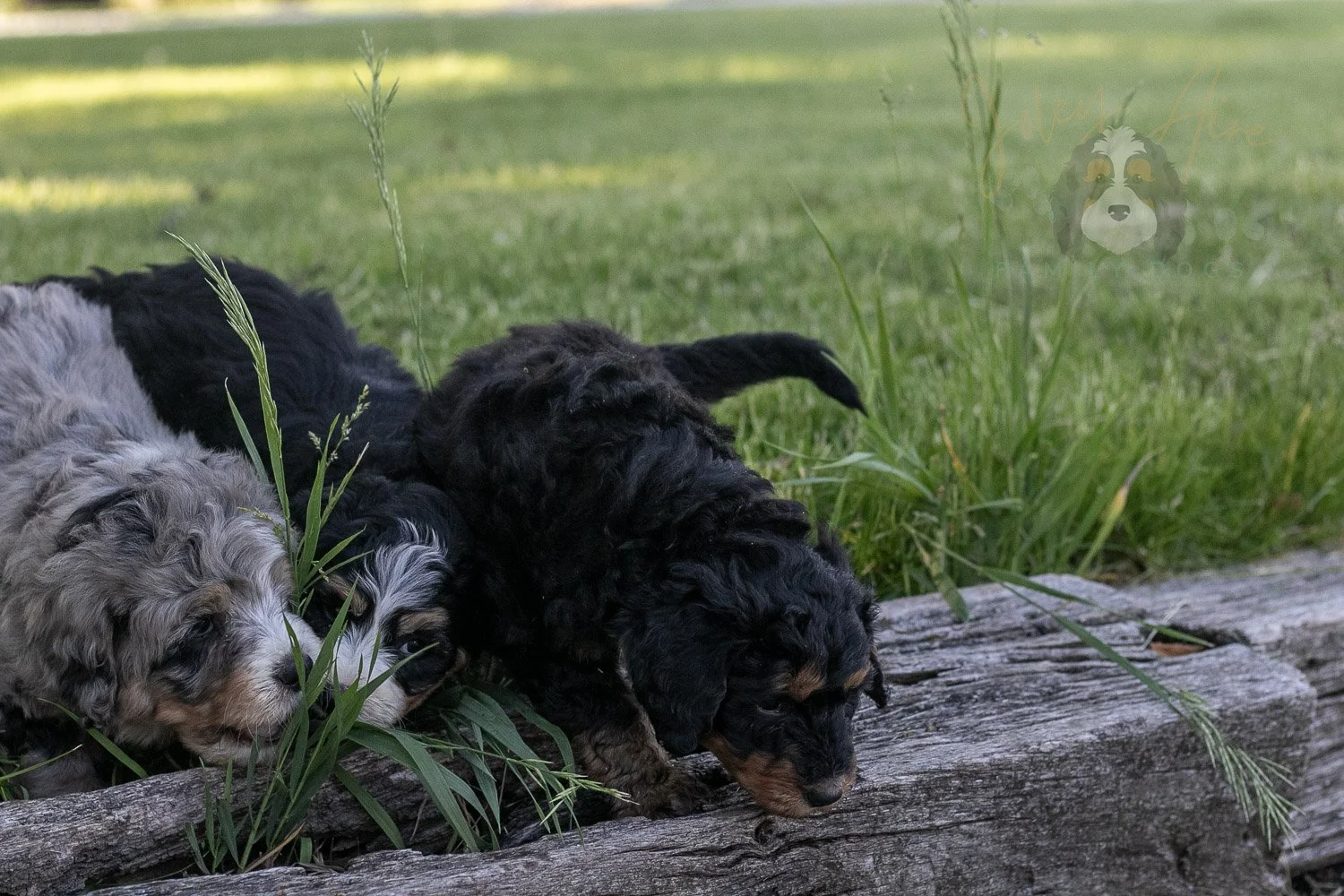 Guitar Bernedoodle Puppy-11.jpg