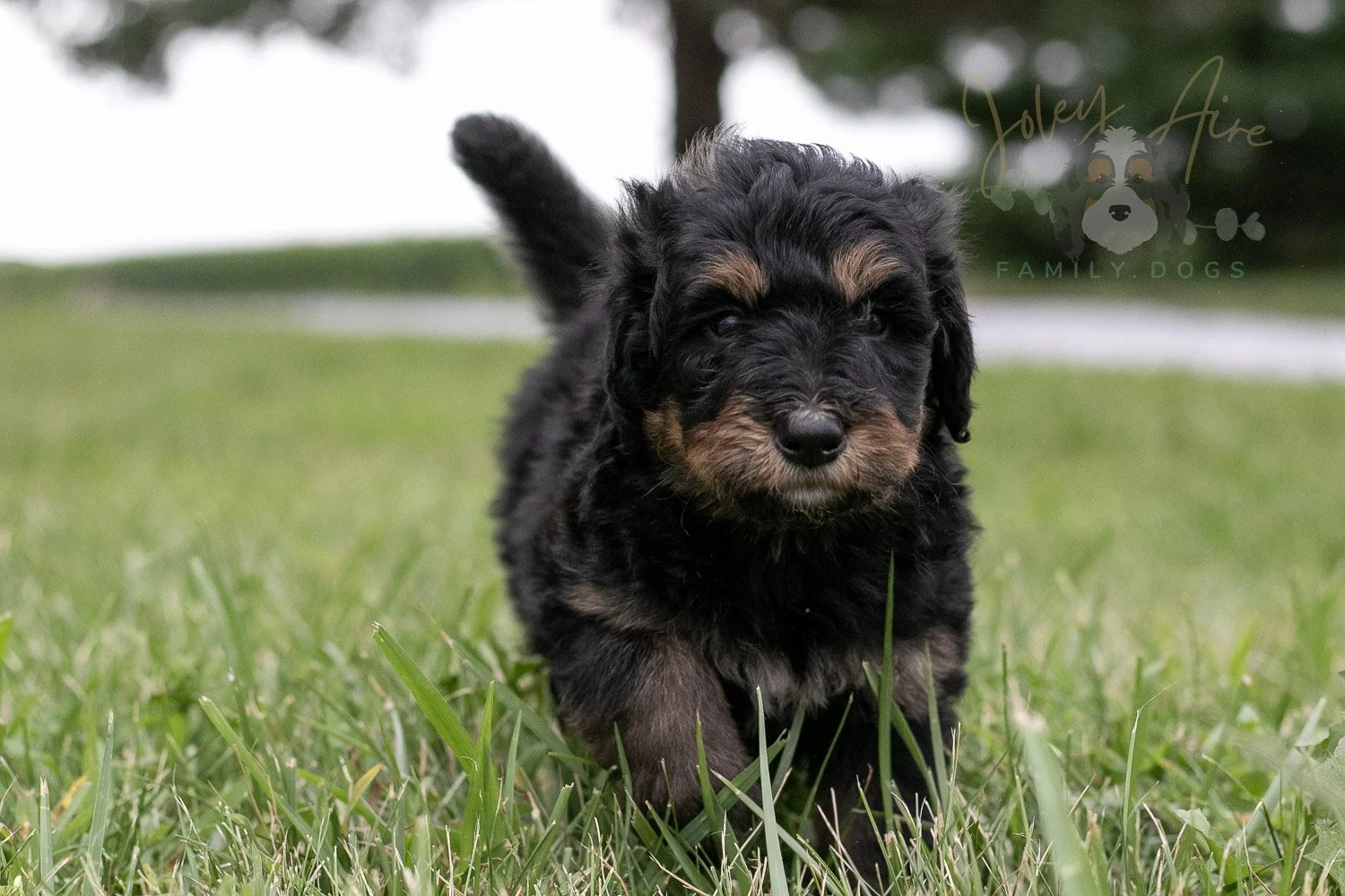 Gilbert Blythe Bernedoodle Puppy-112.jpg