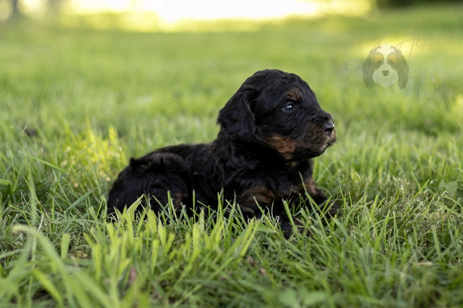 Acadia Bernedoodle Puppy-421.jpg