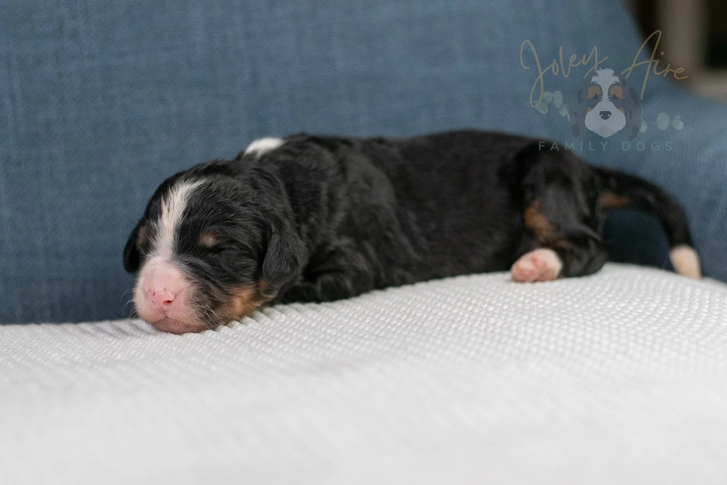 Ashley Bernedoodle Puppy-33.jpg