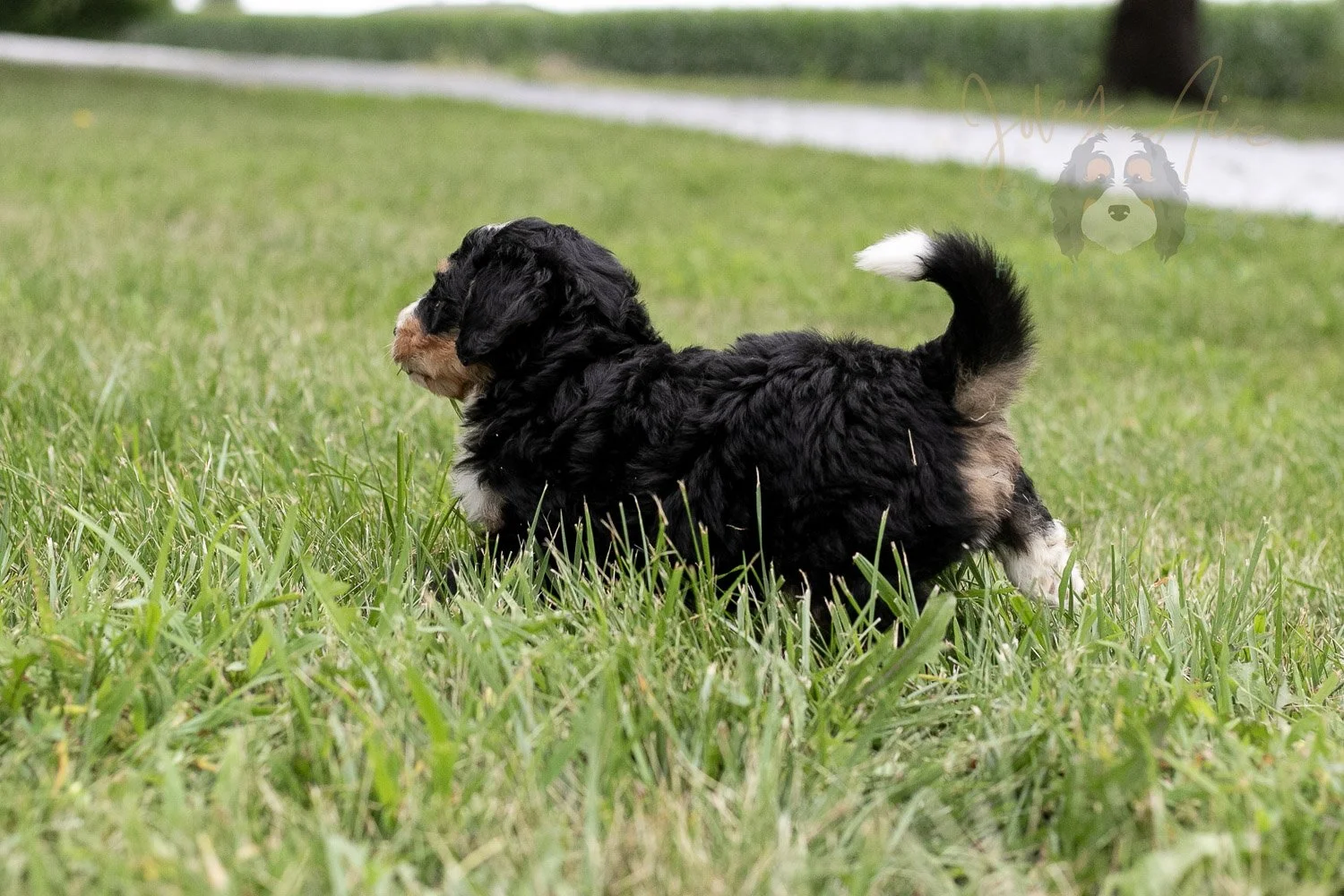 Walter Shirley  Bernedoodle Puppy-17.jpg